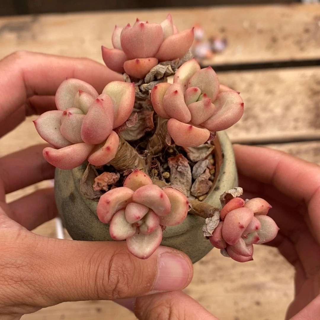 桃花奶多肉植物8827