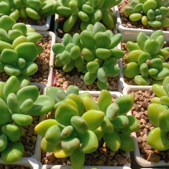 芒果奶。