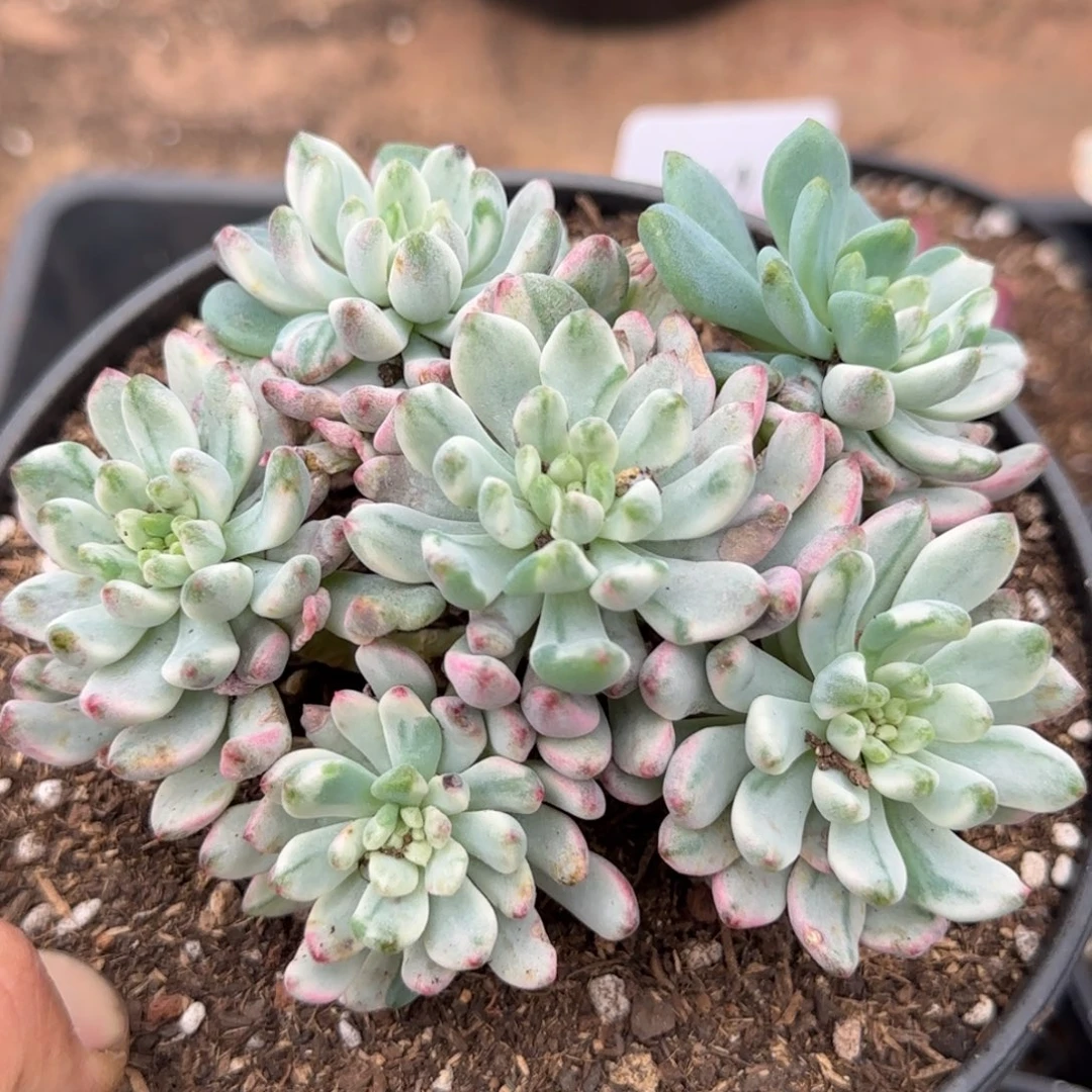 蓝精灵锦惊鸿一物一拍包装收缩花旱