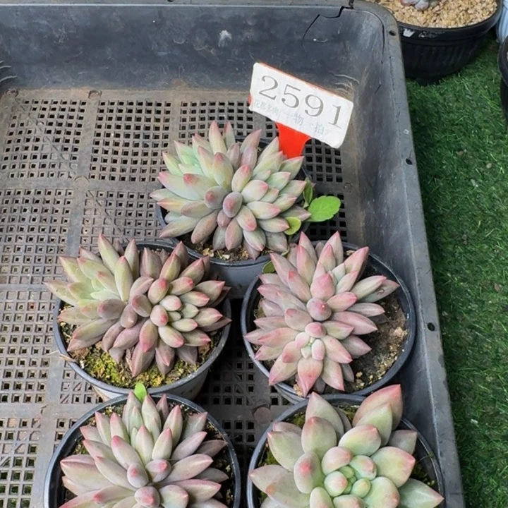 2591多肉植物一物一拍