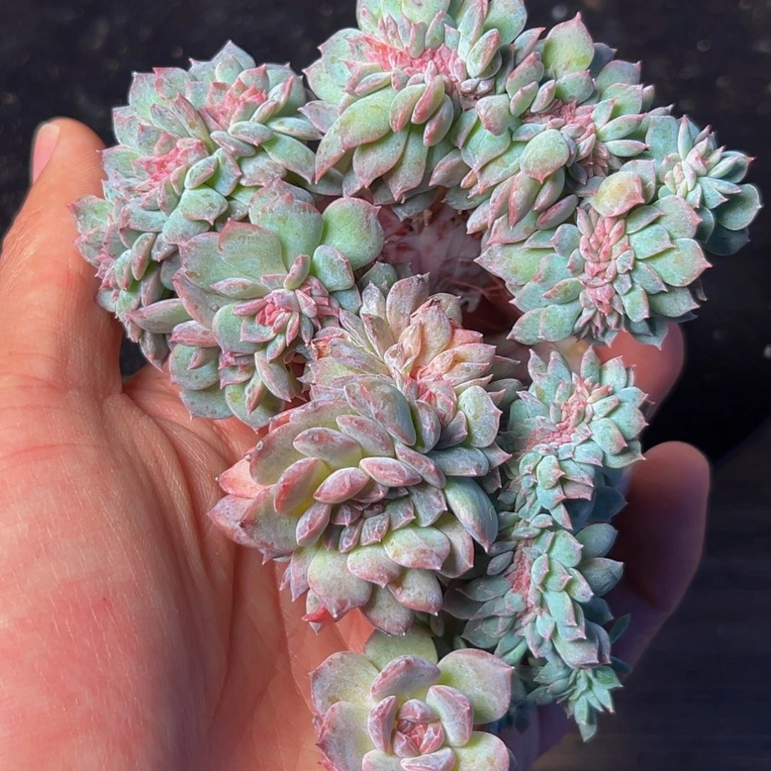 新年快乐 新年快乐