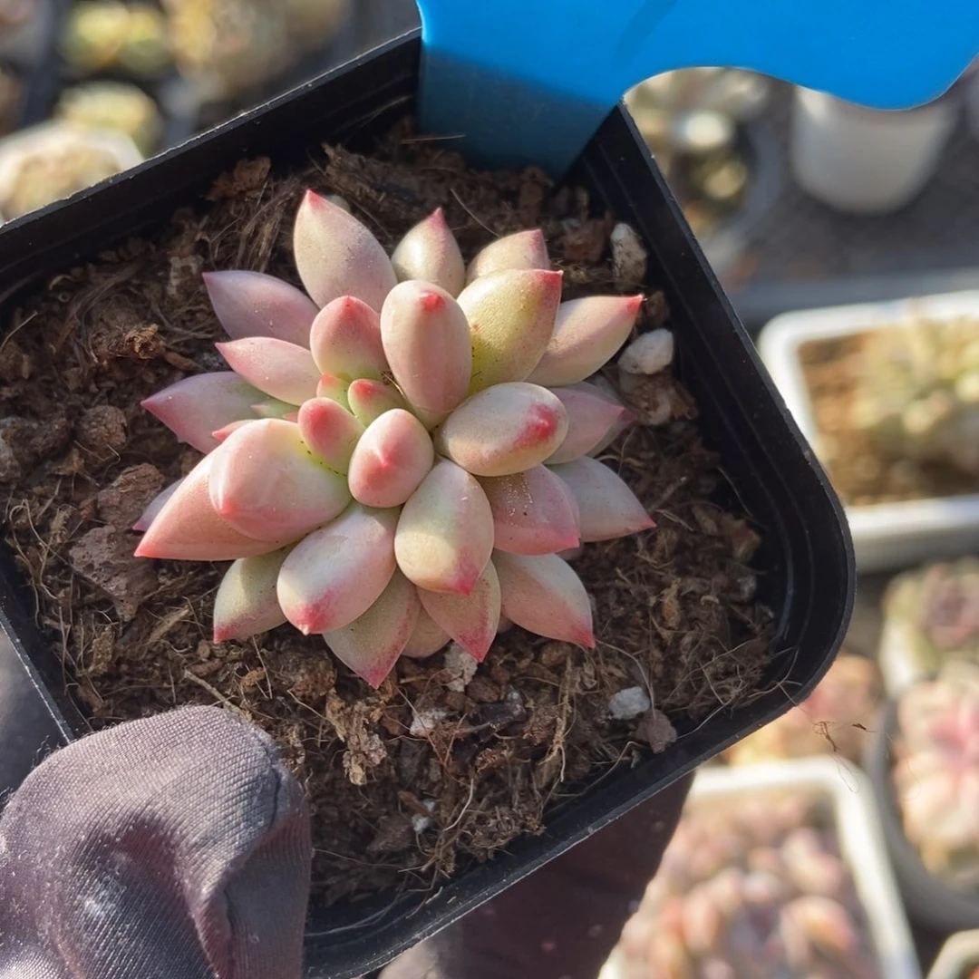 857虞美人多肉植物保护