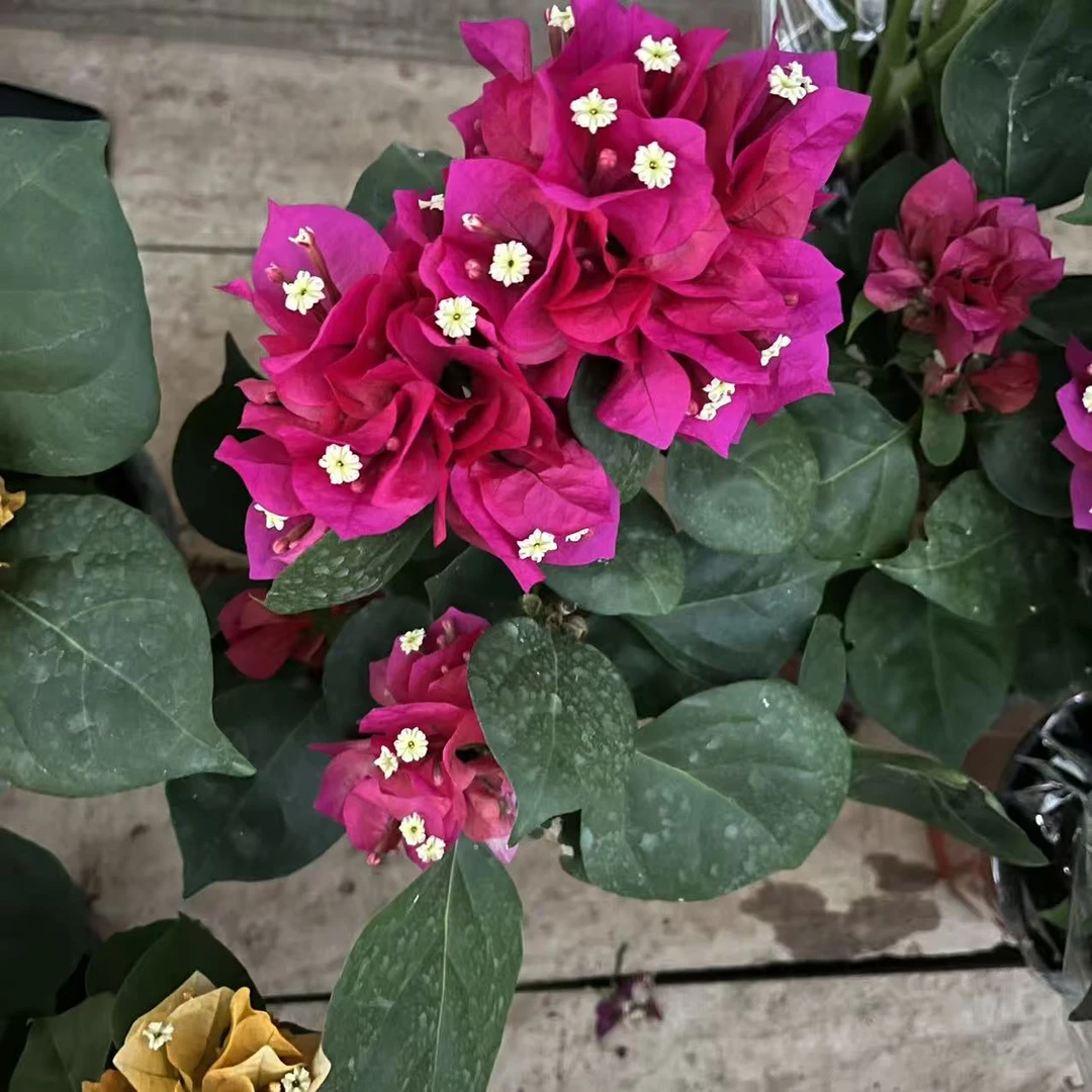 [灿朵花卉] 三角梅，耐热耐晒，盆栽花卉，室内室外 均可养护