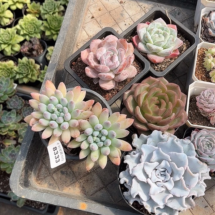 阿雅园艺。       8333