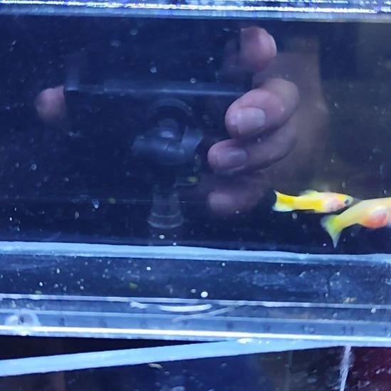 孔雀鱼25黄金玻璃猫一对