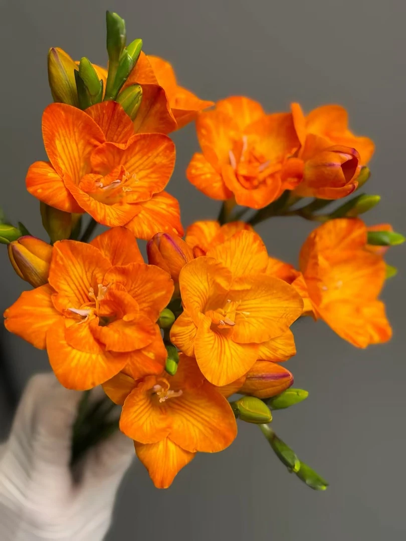 橙色香雪兰一把  云南基地鲜花直发  家养水养