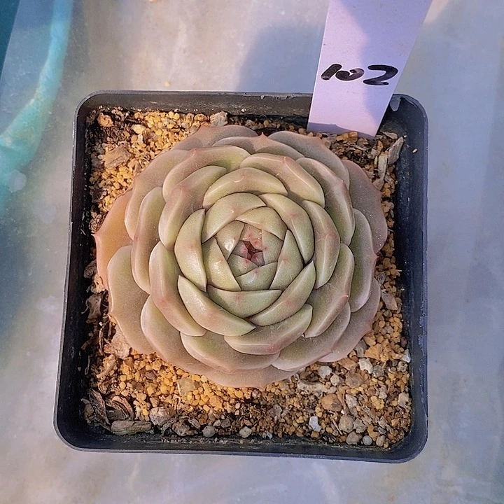 102多肉植物老桩