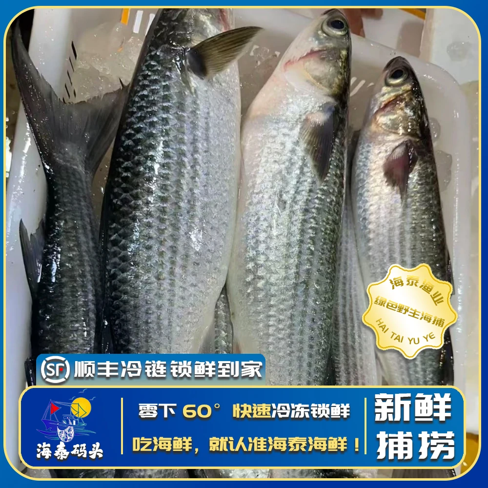【乌头鱼】源自深海捕捞鲜活速冻冷链锁鲜直达冷链到家