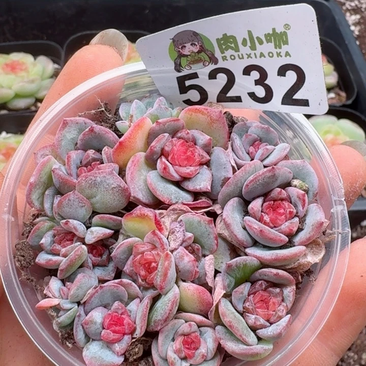 多肉植物多肉植物