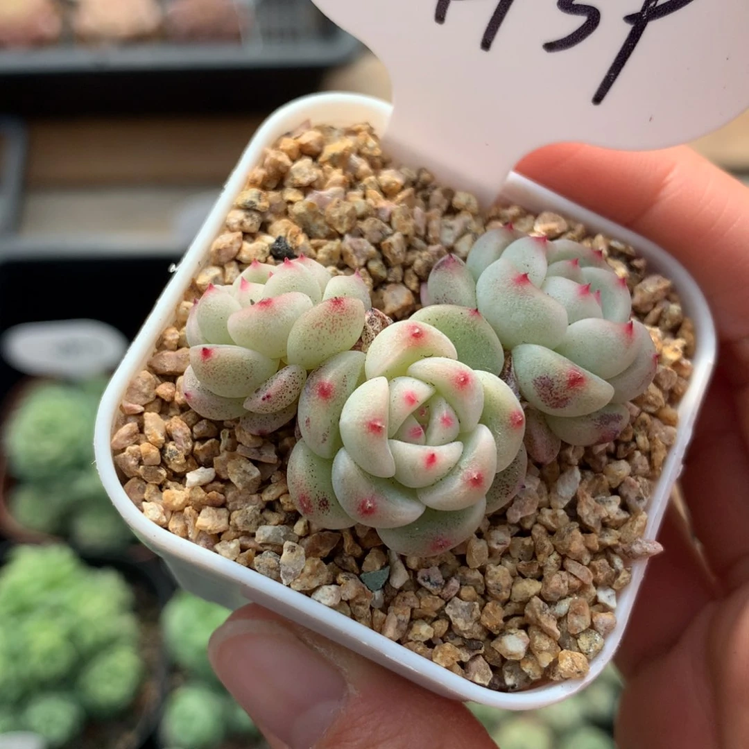 甜心蜜糖双头4939