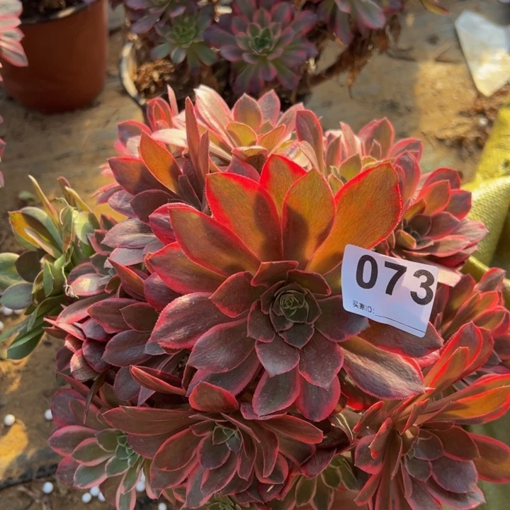 女妖砍头多肉植物073