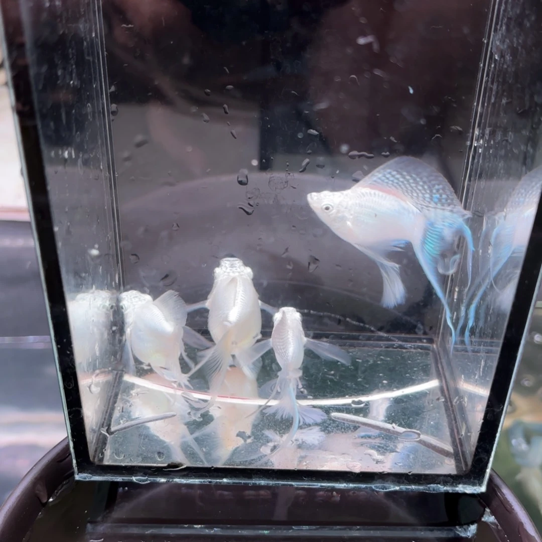 孔雀鱼玛丽球银白燕尾 3➕1备损