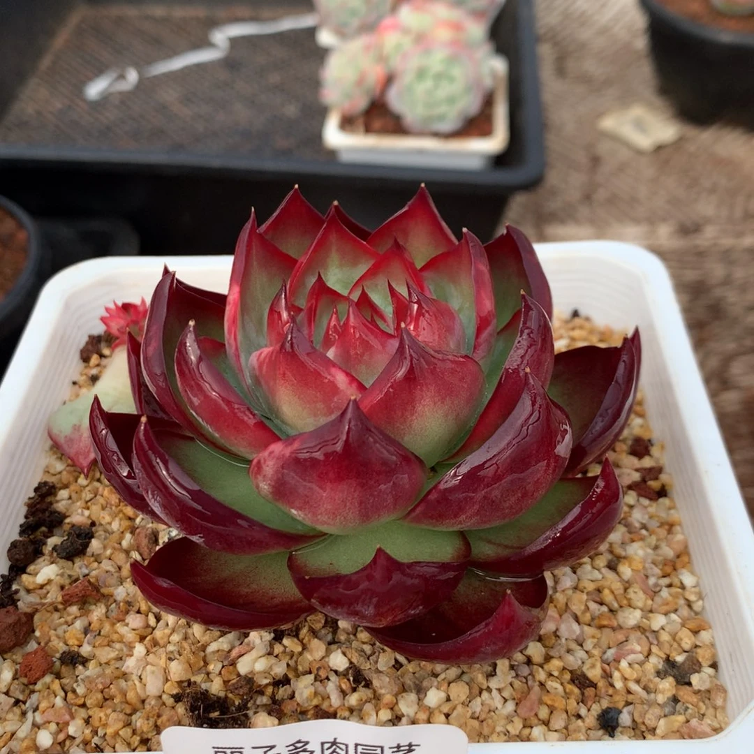 035精控惊鸿。尺寸10。多肉植物