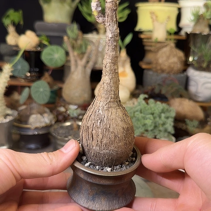 一物一拍奇艺油柑188