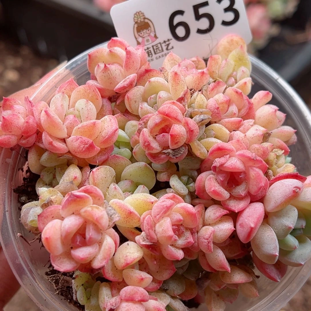 多肉植物多肉植物