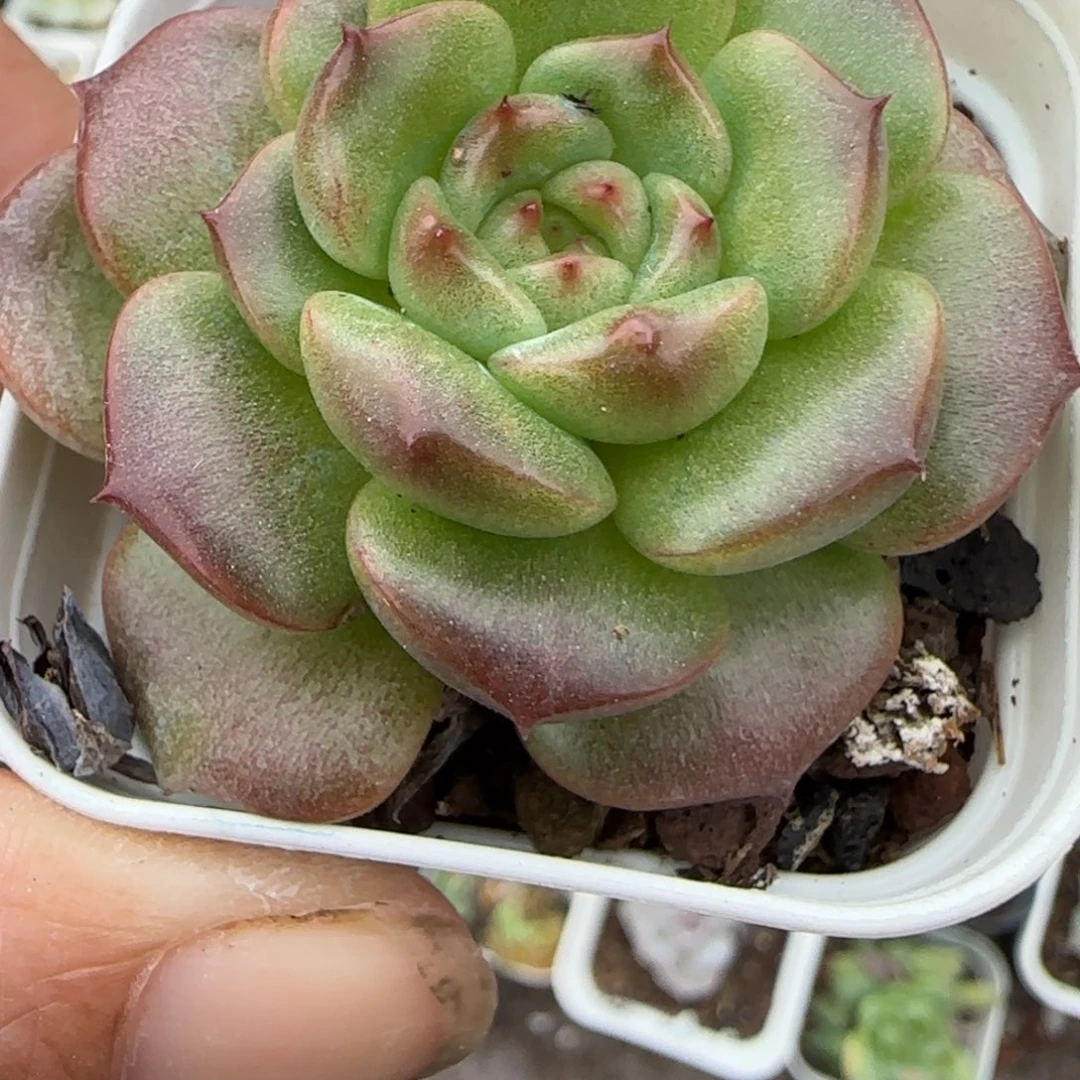 小卡拉米糖心一物一拍