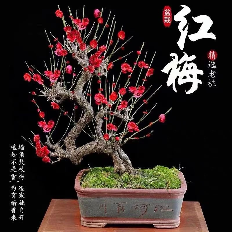 【梅花老桩】基地直发红梅绿梅丰厚品种多多