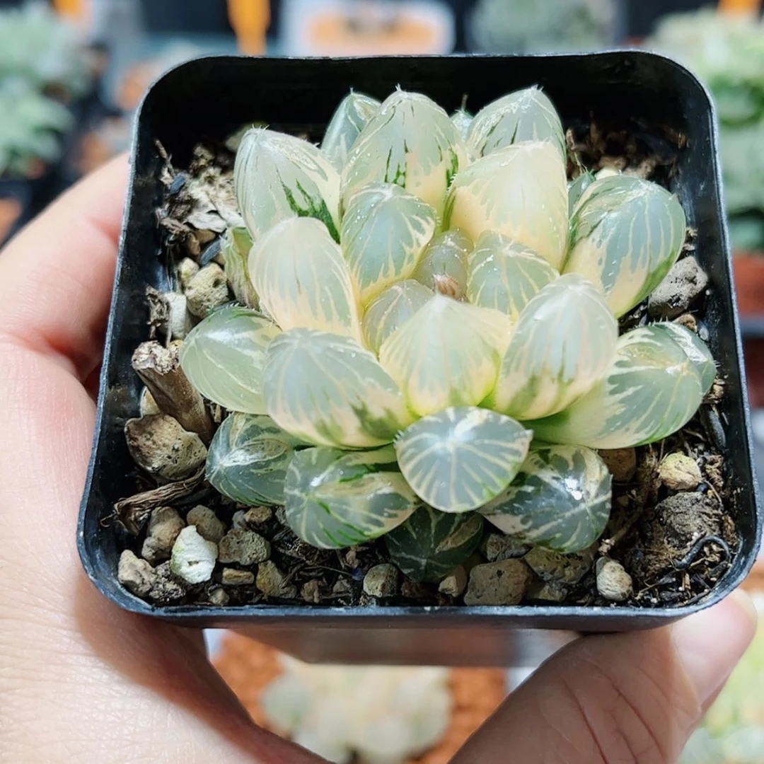 【闪购商品】咱龙爪玉露