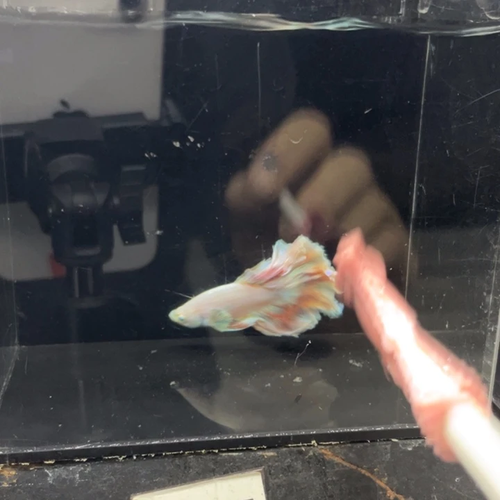 斗鱼哈哈哈啊哈哈哈515