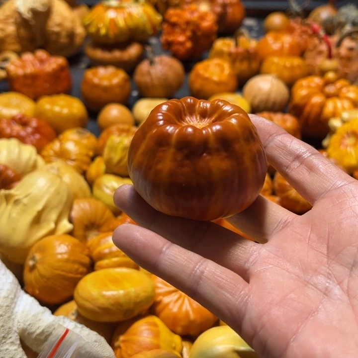 ?***李聚宝盆墨西哥葫芦