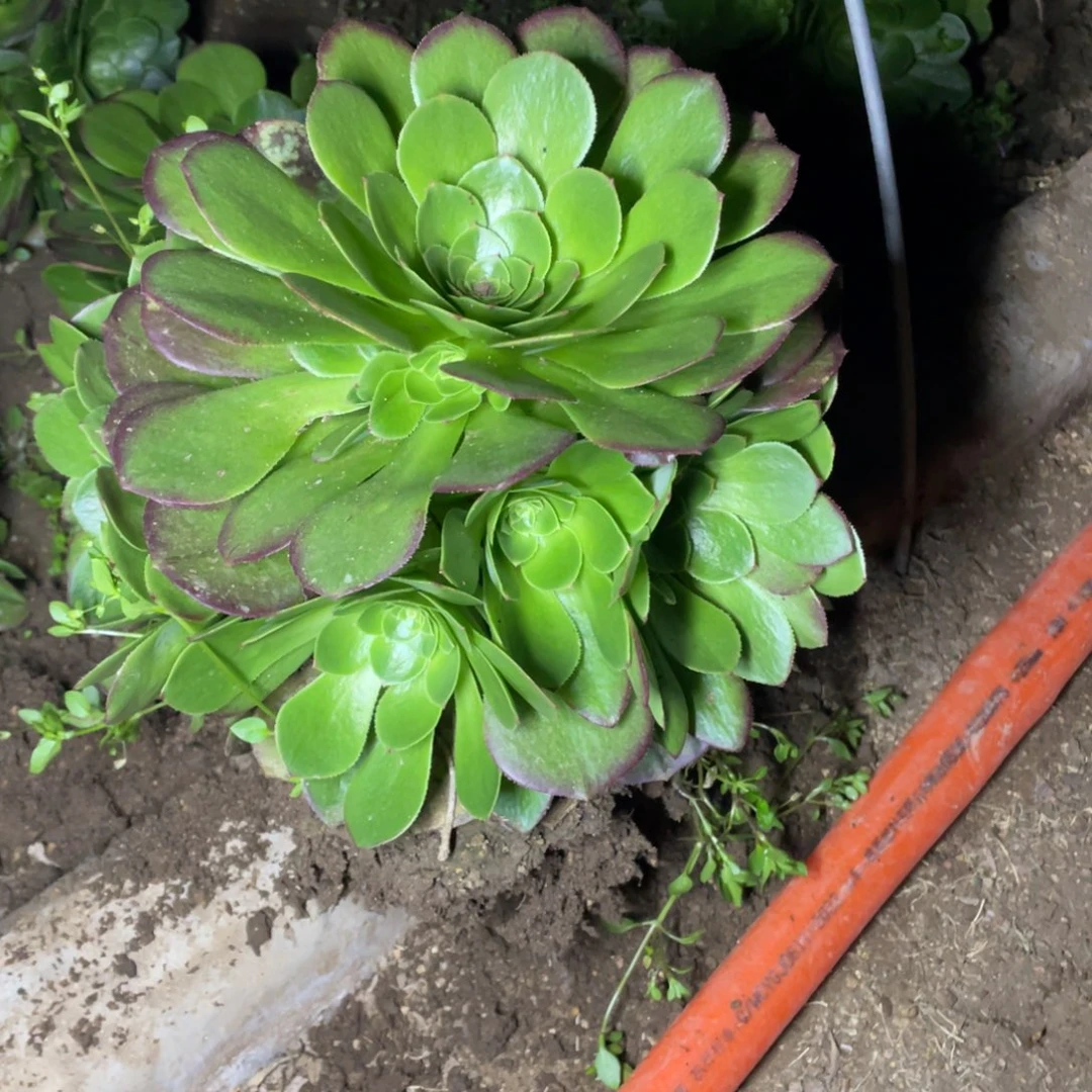 圣罗兰多肉法师断枝不包