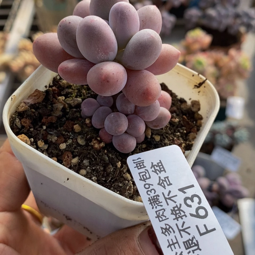 香水手指631/4c m多肉