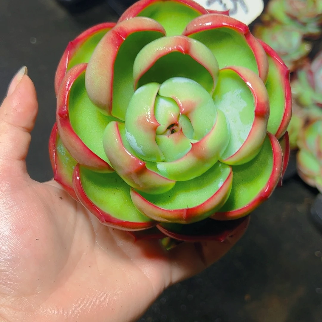 微***角惊鸿仙子一物一拍3045号