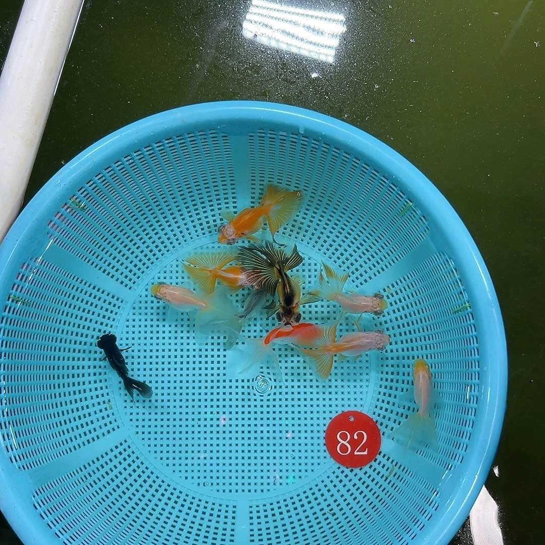 养***头海水精品白凤高1条