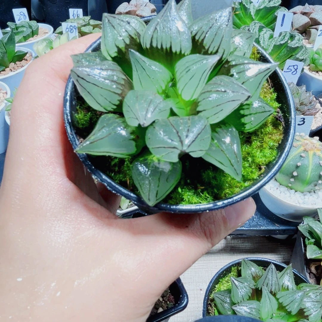 西瓜寿多肉植物66666