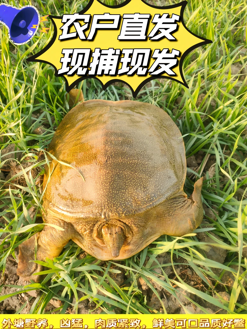 4-5斤农户直发外塘【3只装】生态青黄活体大甲鱼生鲜包活
