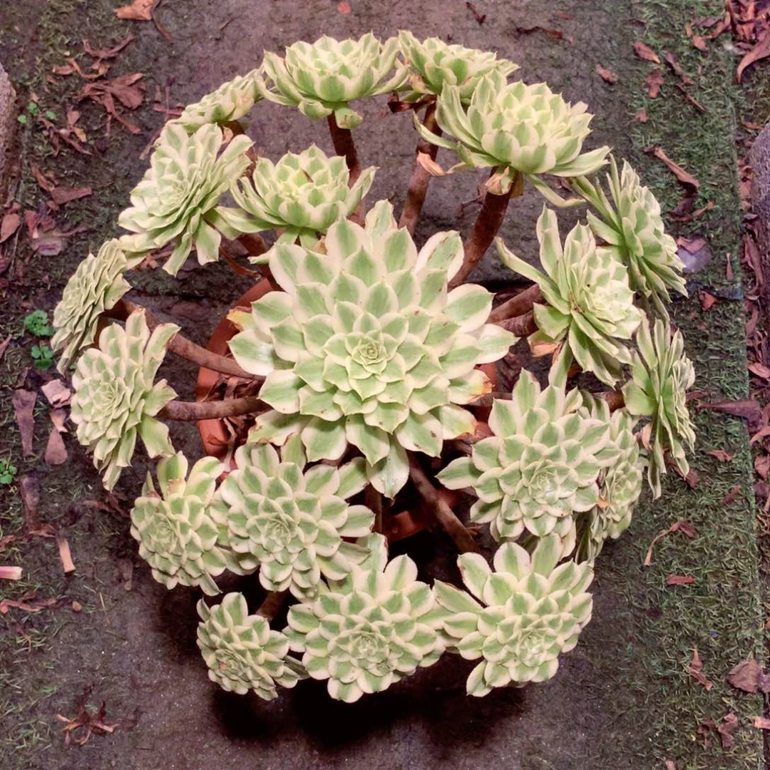 碧浪老桩，多肉植物