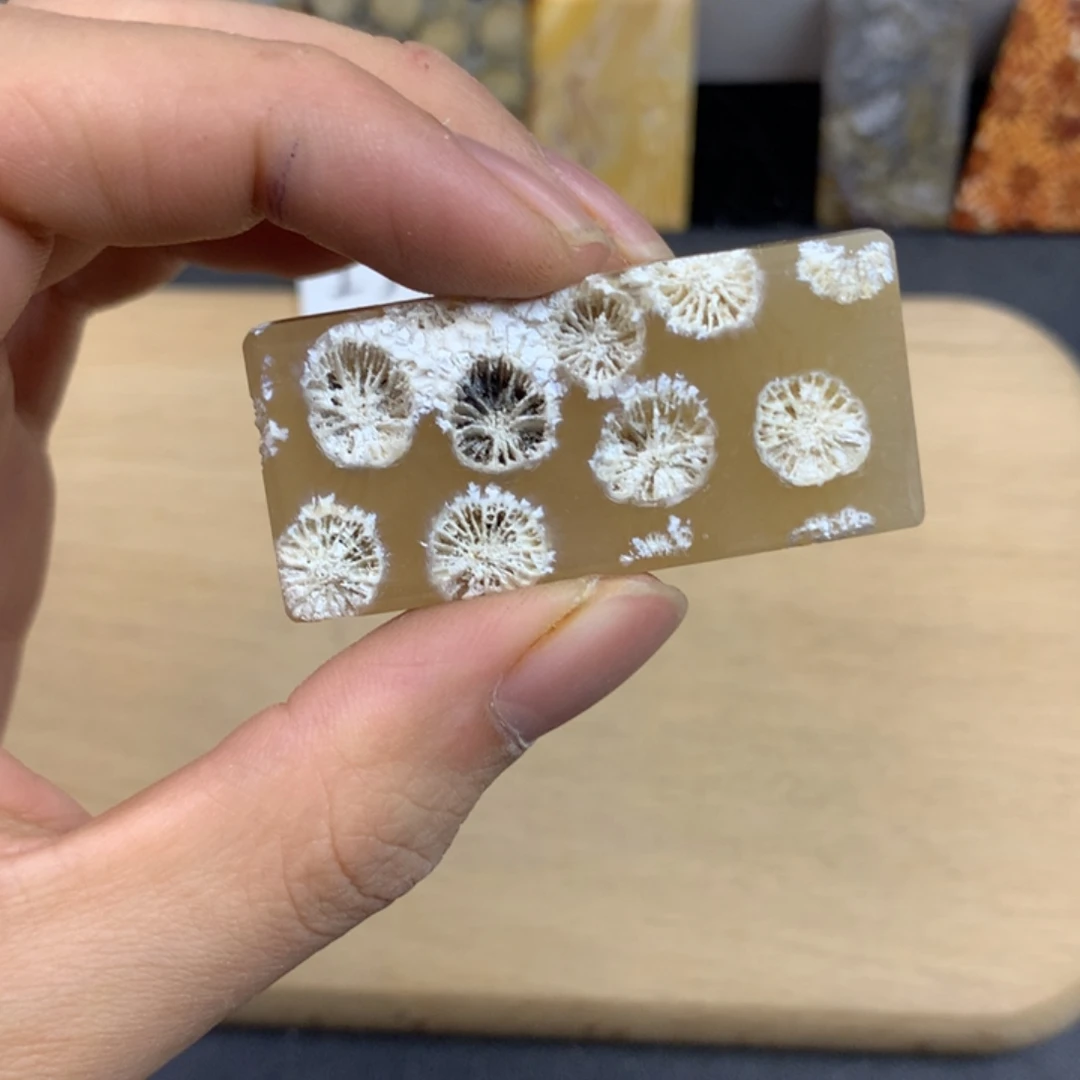 霏***硅化珊瑚（珊瑚玉）未镶嵌五