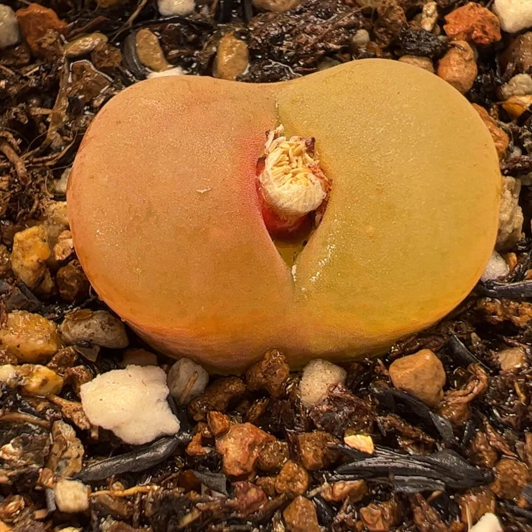 1801.1蟠桃多肉植物组合