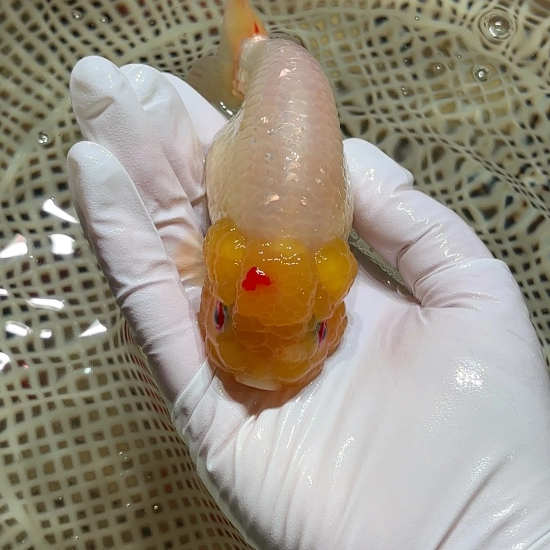 金鱼运费自理不包邮