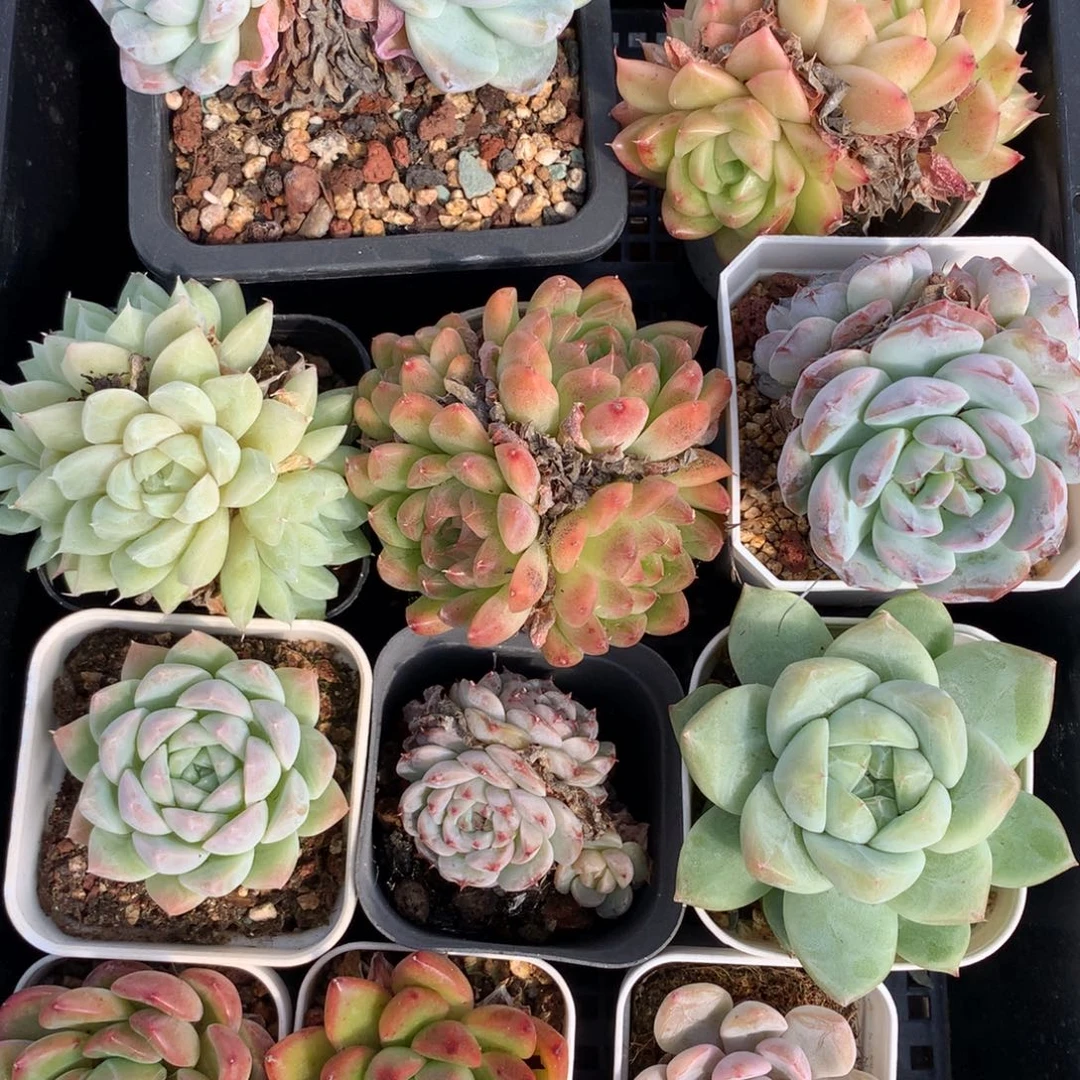 1106-16 套餐一组