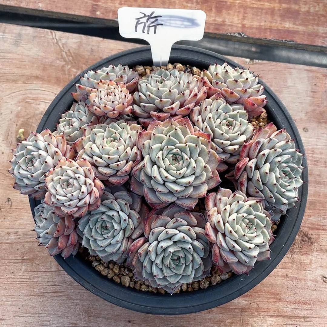 多肉气质妈纱罗姬牡丹