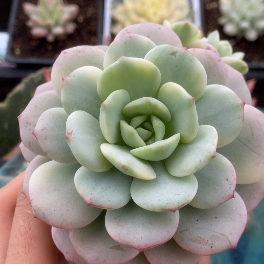 304香草锦锦锦锦锦锦锦