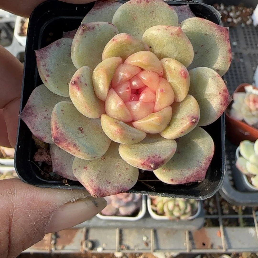 多肉小卡拉米糖心一物一拍