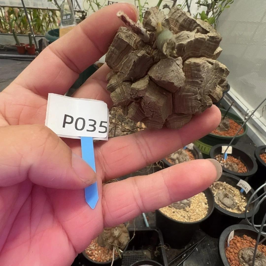 多肉植物专拍 一物一拍 南非龟甲龙035