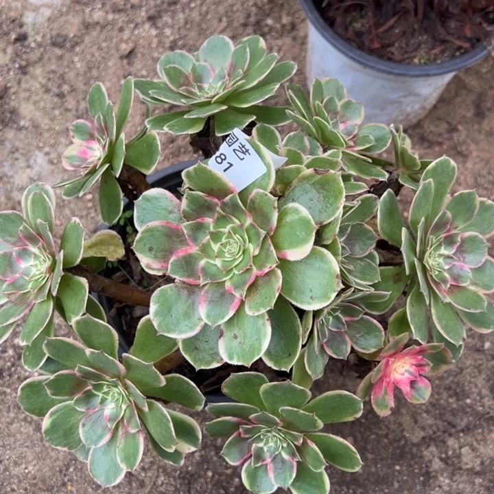 玉芙蓉多肉植物381