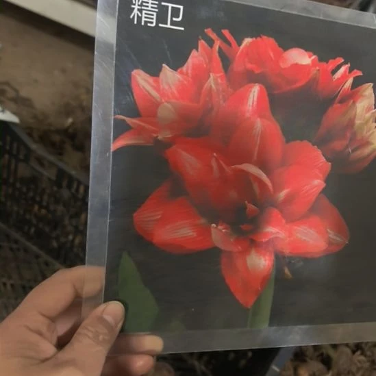 当前无花栽培后可以开花精卫6厘米裸根球