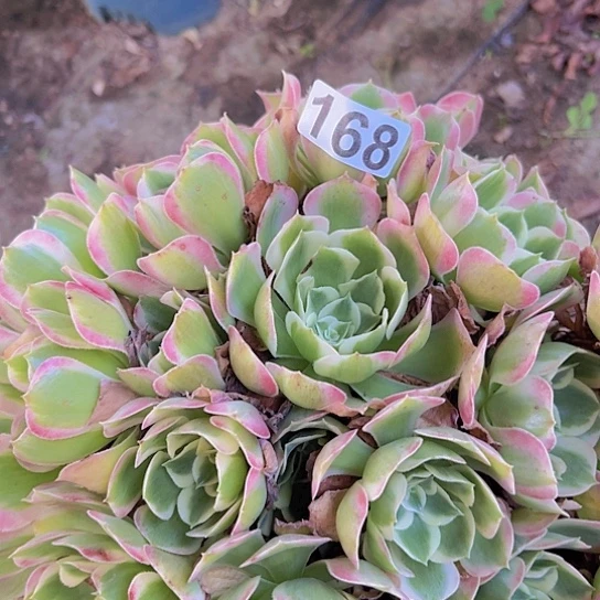 微***有多肉植物一个粉玲珑