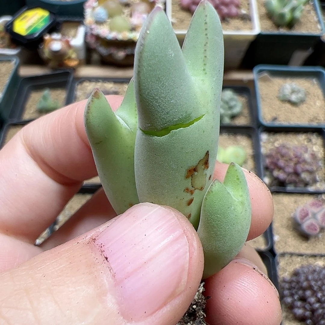 【闪购商品】183 秒