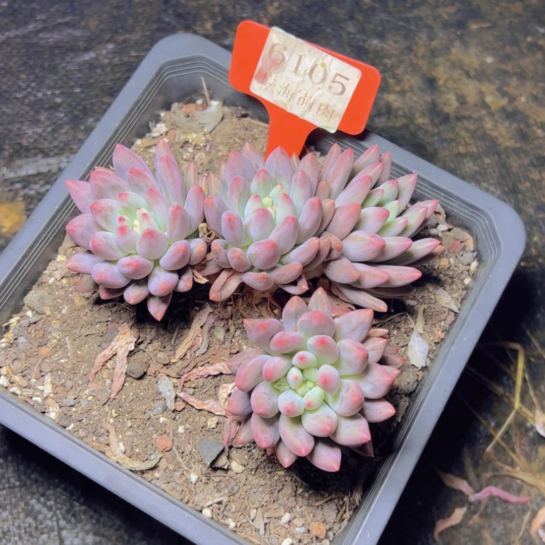 红蜻蜓6105多肉植物