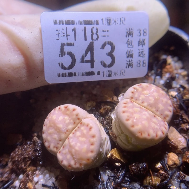 精品生石花118.543