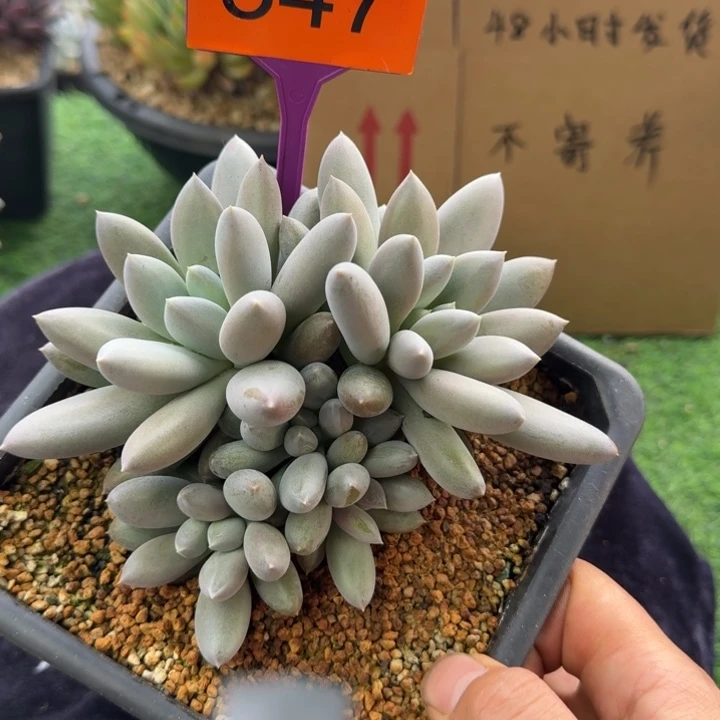 多肉植物彩胖哥特群357