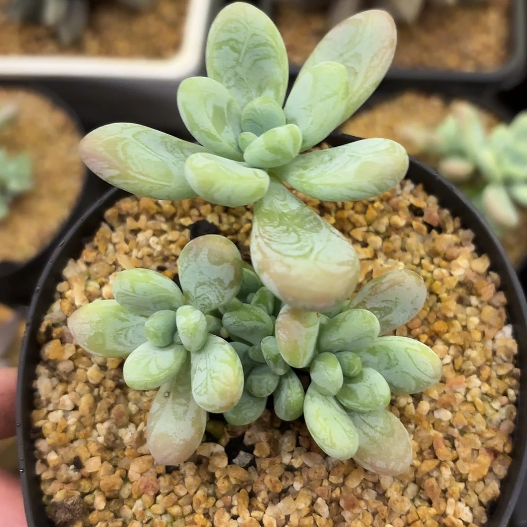 海妮娅美人 六头带崽