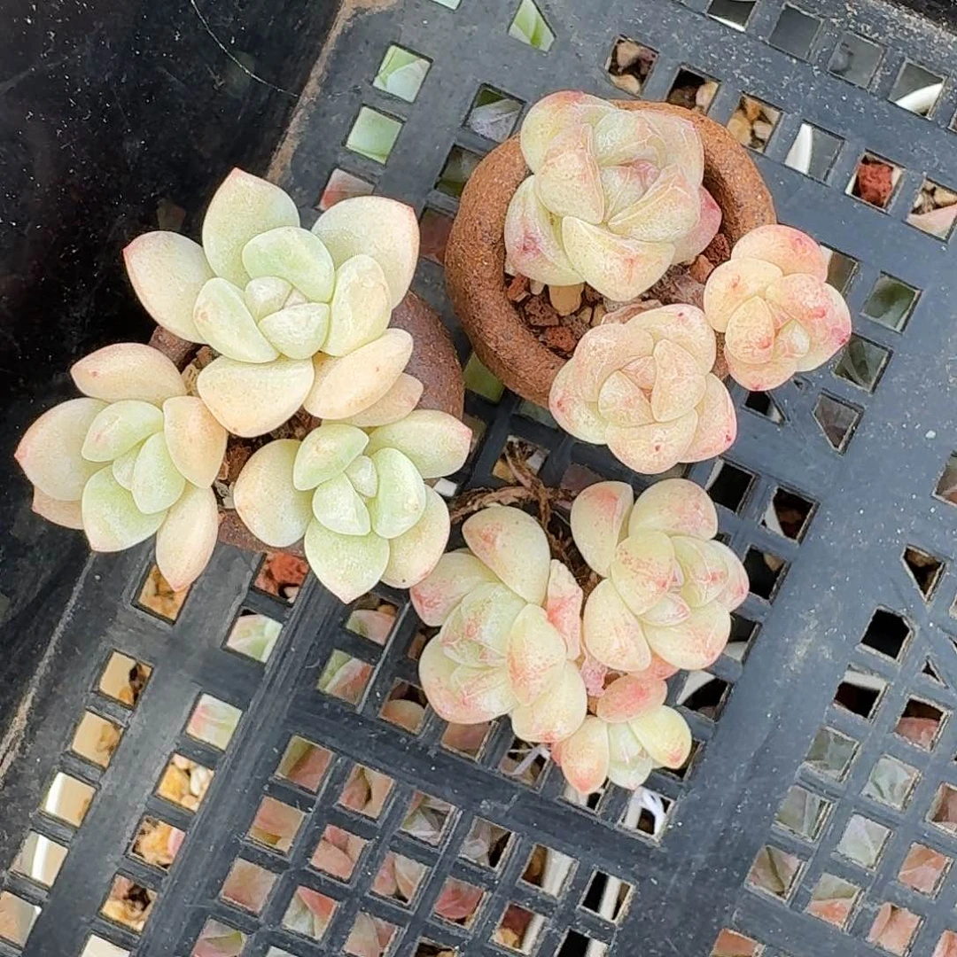 龙**厨小厨专拍多肉3颗一起