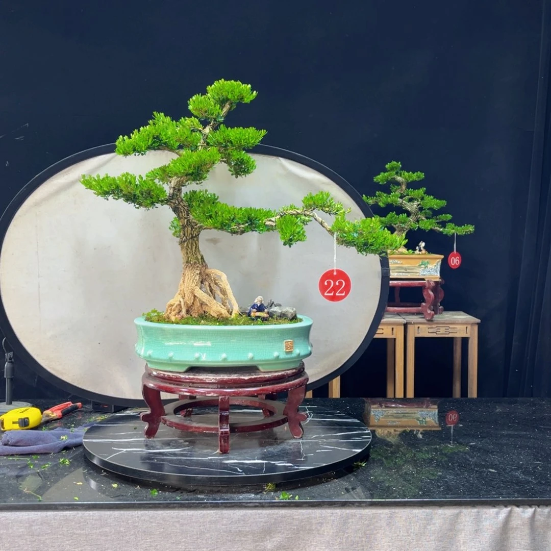 ****t完全开放黄杨盆景