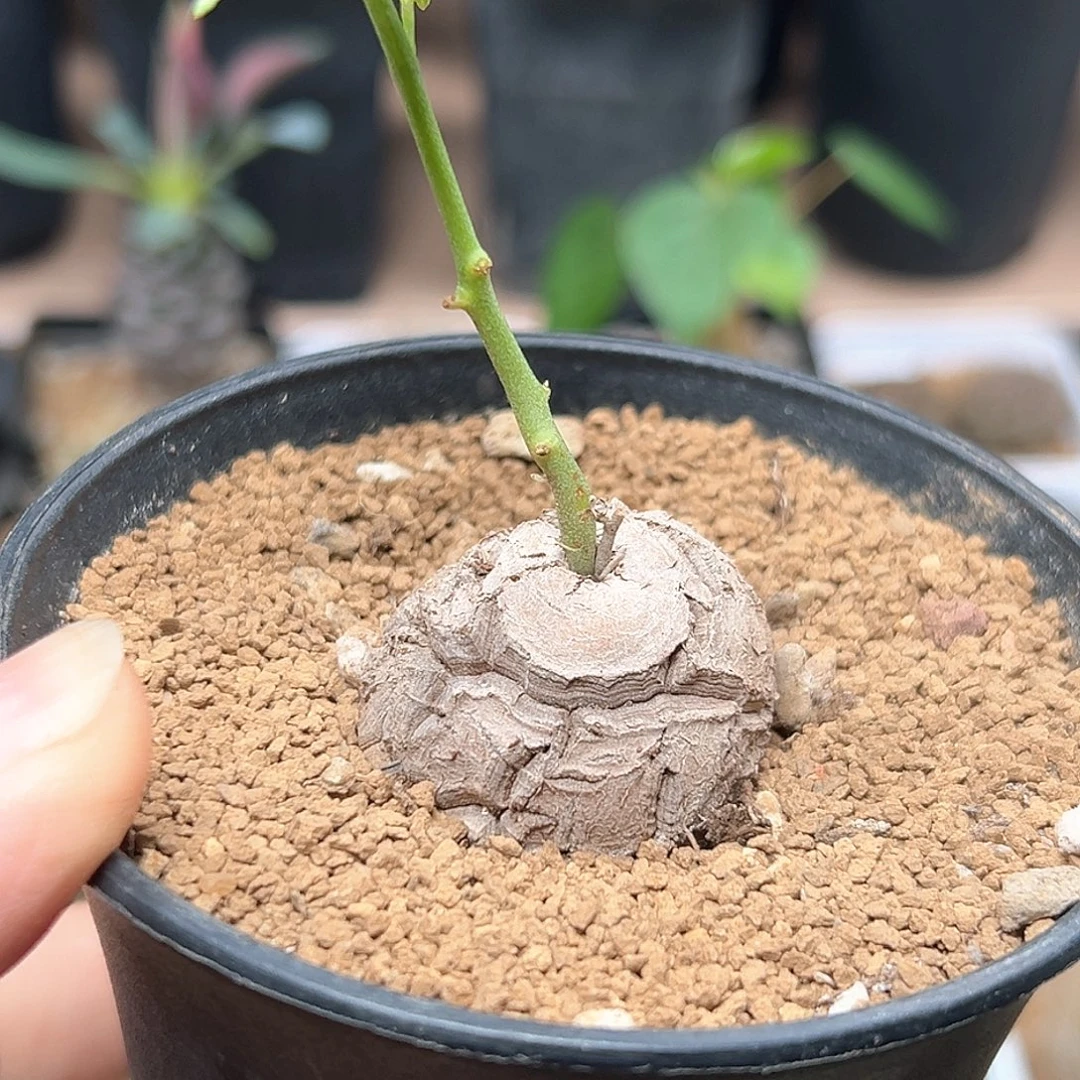 无花朵南非龟甲龙实生球一颗